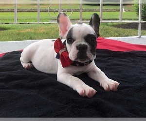 French Bulldog Puppy for sale in COLCHESTER, CT, USA