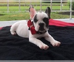 Small Photo #1 French Bulldog Puppy For Sale in COLCHESTER, CT, USA