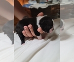 Small Photo #12 Boston Terrier Puppy For Sale in NEW PORT RICHEY, FL, USA