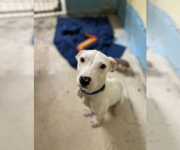 Medium Photo #2 American Bulldog-Staffordshire Bull Terrier Mix Puppy For Sale in Tracy City, TN, USA