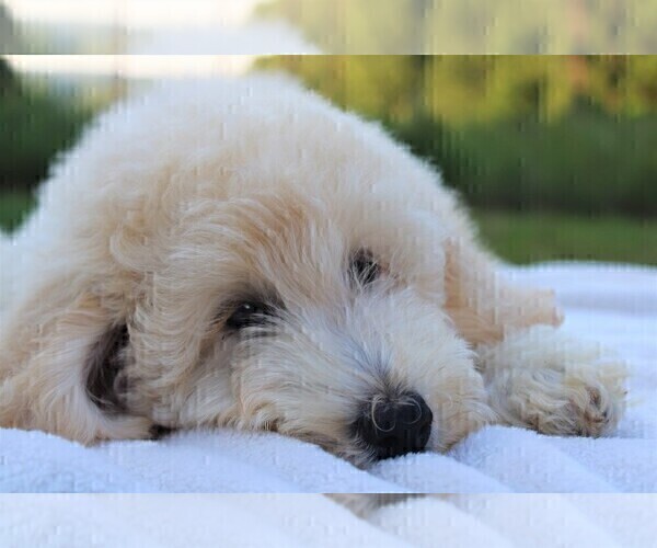 Medium Photo #25 Goldendoodle Puppy For Sale in TIMBERLAKE, NC, USA