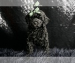 Puppy Loverboy AKC Poodle (Miniature)