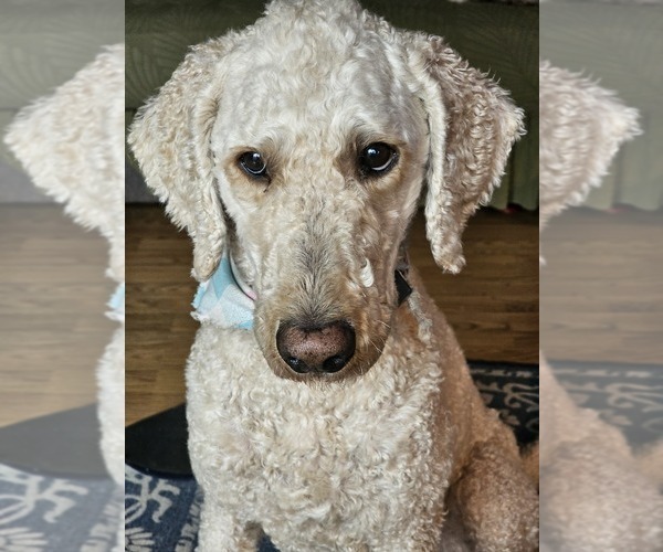 Medium Photo #1 F2 Aussiedoodle Puppy For Sale in LEBANON, ME, USA