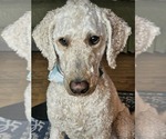 Small Photo #1 F2 Aussiedoodle Puppy For Sale in LEBANON, ME, USA
