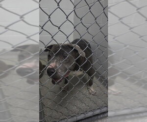 American Pit Bull Terrier Dogs for adoption in Pasadena, TX, USA