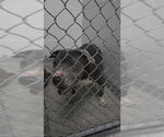 Small American Pit Bull Terrier
