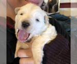 Small Photo #14 German Shepherd Dog Puppy For Sale in WASHINGTON, NJ, USA