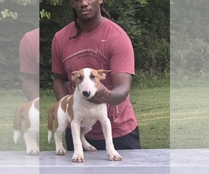 Bull Terrier Puppy for sale in DECATUR, TN, USA