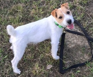 Jack Russell Terrier Puppy for sale in BUMPASS, VA, USA