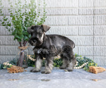 Small Photo #25 Schnauzer (Miniature) Puppy For Sale in BALTIC, OH, USA