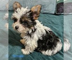 Small #8 Yorkshire Terrier