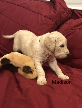 Medium Photo #1 Goldendoodle Puppy For Sale in COLDWATER, MS, USA
