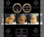 Puppy Postie UABR Poodle (Toy)