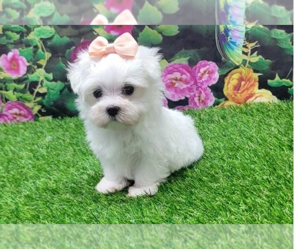 Medium Photo #2 Maltese Puppy For Sale in MONTGOMERY, IN, USA
