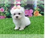 Small #1 Maltese