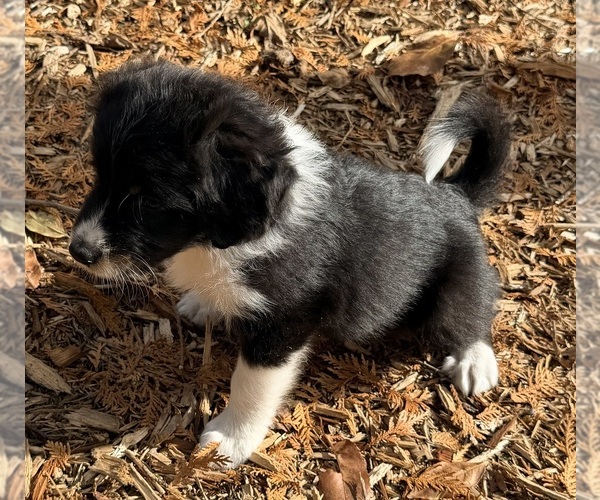 Medium Photo #12 F2 Aussiedoodle Puppy For Sale in ONAWAY, MI, USA