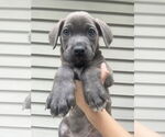 Small #3 American Staffordshire Terrier Mix