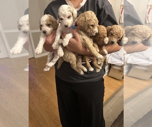 Poodle (Standard) Puppy for sale in HIGH POINT, NC, USA