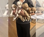 Small Poodle (Standard)
