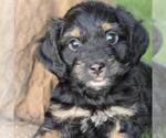 Small #5 Chihuahua-Colonial Cocker Spaniel Mix