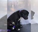 Small Labrador Retriever