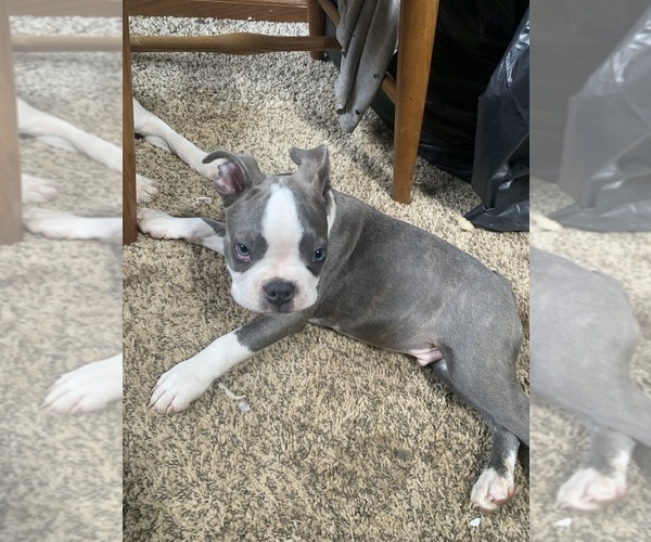 Medium Photo #5 Boston Terrier Puppy For Sale in PRAIRIE DU SAC, WI, USA