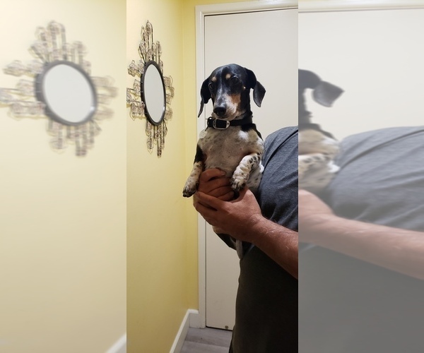 Medium Photo #1 Dachshund Puppy For Sale in ANAHEIM, CA, USA