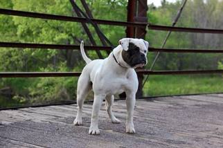 Father of the American Bulldog puppies born on 05/21/2017