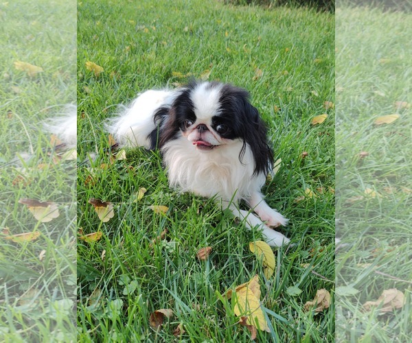 Medium Photo #2 Japanese Chin Puppy For Sale in St. Louis Park, MN, USA