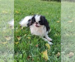 Small #1 Japanese Chin