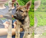 Small #4 German Shepherd Dog