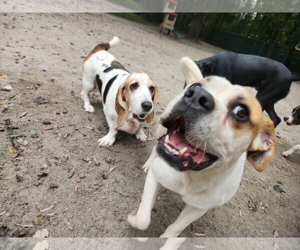 Medium Photo #17 Bulloxer Puppy For Sale in Myrtle Beach, SC, USA