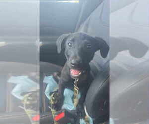 Mutt Dogs for adoption in FRAMINGHAM, MA, USA
