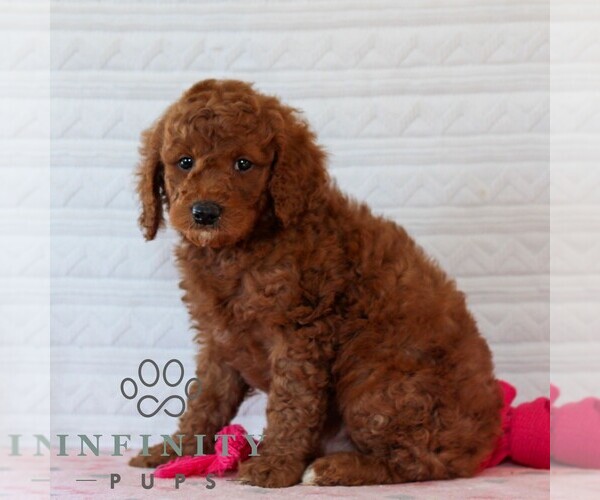 Medium Photo #5 Goldendoodle (Miniature) Puppy For Sale in LITITZ, PA, USA