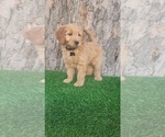 Small #3 Goldendoodle (Miniature)