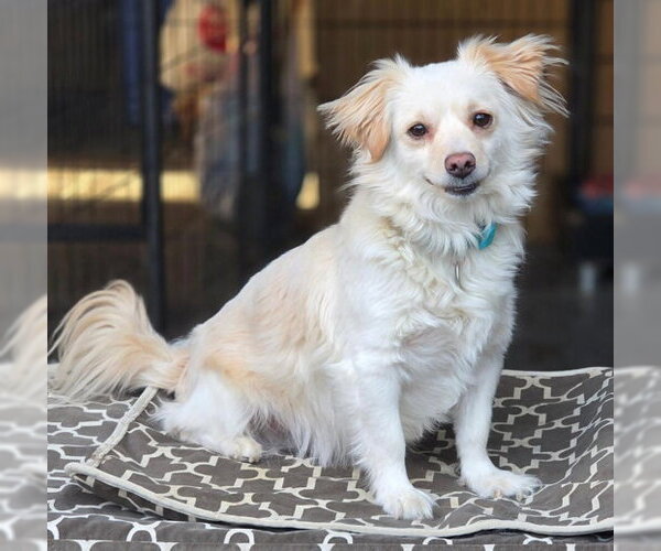 Medium Photo #2 Dameranian Puppy For Sale in Chino Hills, CA, USA