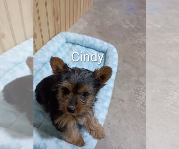 Medium Photo #2 Yorkshire Terrier Puppy For Sale in ROSEBUSH, MI, USA