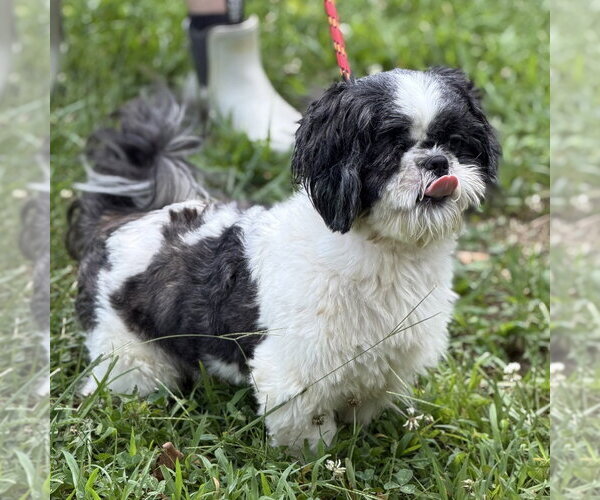 Medium Photo #3 Maltese Puppy For Sale in Yardley, PA, USA