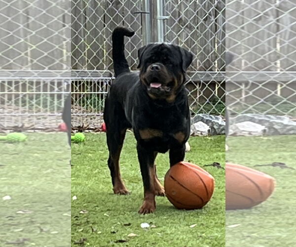 Medium Photo #5 Rottweiler Puppy For Sale in Mooresville, NC, USA