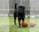 Small #4 Rottweiler