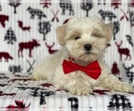 Small Photo #3 Morkie Puppy For Sale in LANCASTER, PA, USA