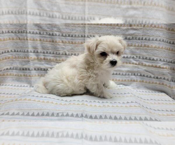 Medium Photo #5 Maltipoo Puppy For Sale in BROOKFIELD, MO, USA