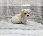 Small Photo #5 Maltipoo Puppy For Sale in BROOKFIELD, MO, USA