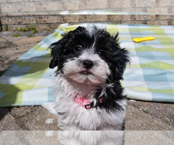 Medium Photo #3 Havapoo Puppy For Sale in GUTHRIE, KY, USA