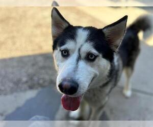 Siberian Husky Dogs for adoption in Petaluma, CA, USA