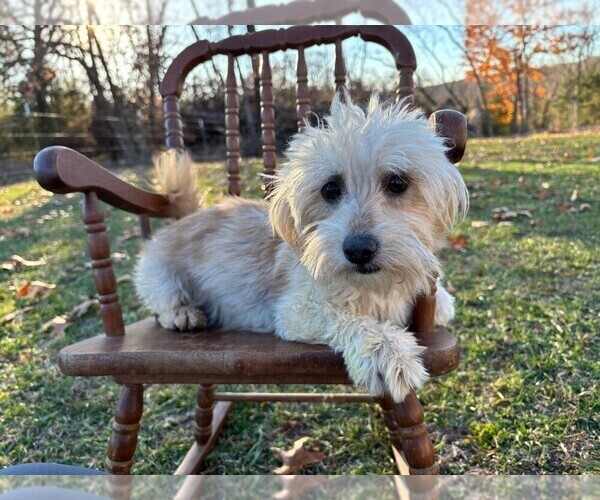 Medium Photo #1 Havapoo Puppy For Sale in NIANGUA, MO, USA