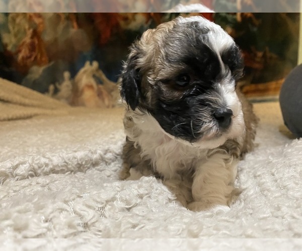 Medium Photo #15 Shih-Poo-Zuchon Mix Puppy For Sale in GALENA, NV, USA