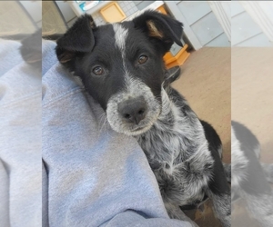 Texas Heeler Puppy for sale in MADISONVILLE, KY, USA