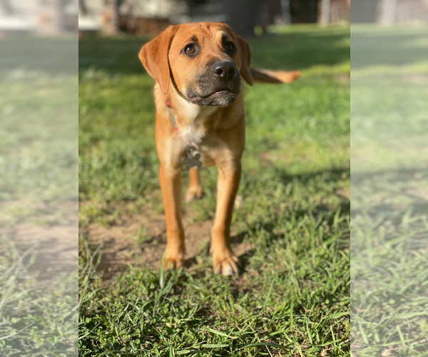 Medium Photo #8 Retriever -Unknown Mix Puppy For Sale in Holly Springs, NC, USA