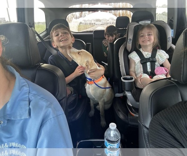 Medium Photo #4 Labrador Retriever-Unknown Mix Puppy For Sale in Oakhurst, NJ, USA